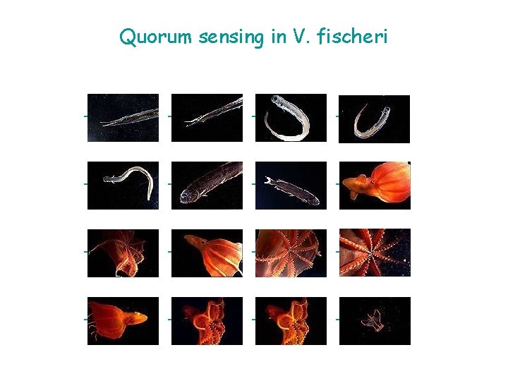 Quorum sensing in V. fischeri 2102 -01. jpg 2102 -02. jpg 2102 -03. jpg