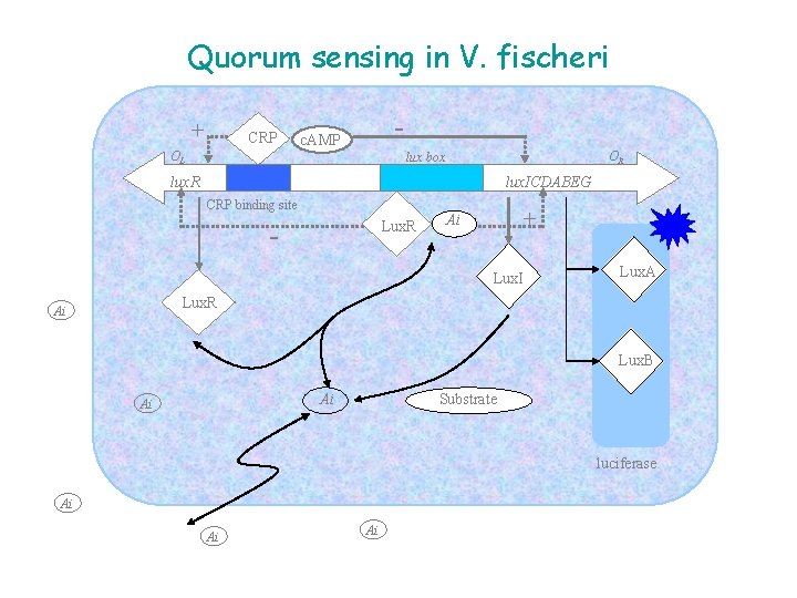 Quorum sensing in V. fischeri + CRP OL - c. AMP OR lux box