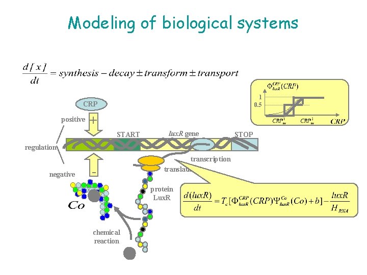 Modeling of biological systems 1 0. 5 CRP + positive START lux. R gene