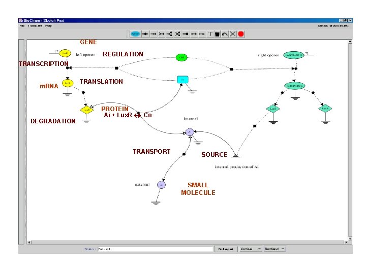 GENE REGULATION TRANSCRIPTION m. RNA DEGRADATION TRANSLATION PROTEIN Ai + Lux. R « Co
