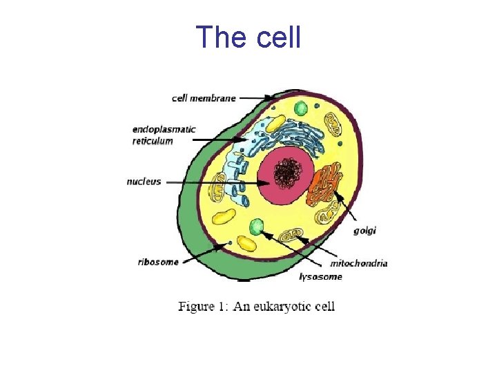 The cell 