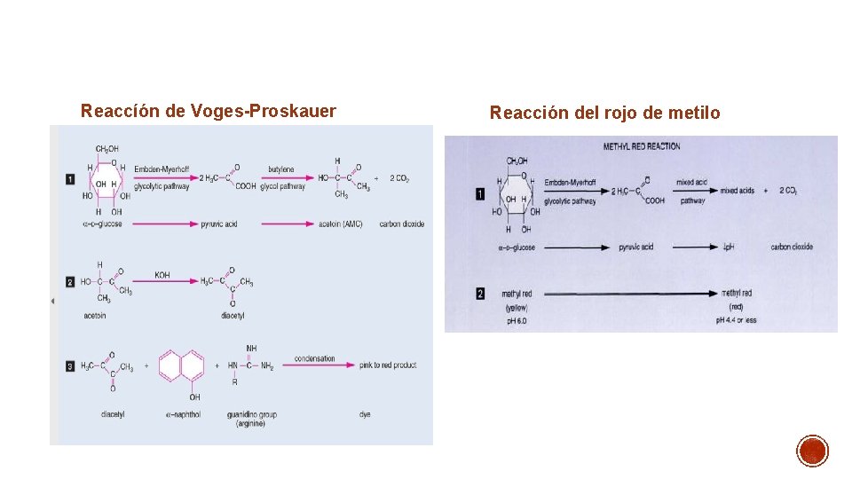 Reaccíón de Voges-Proskauer Reacción del rojo de metilo 