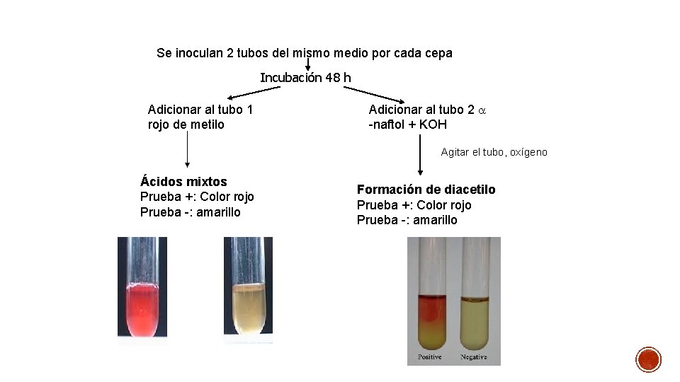 Se inoculan 2 tubos del mismo medio por cada cepa Incubación 48 h Adicionar