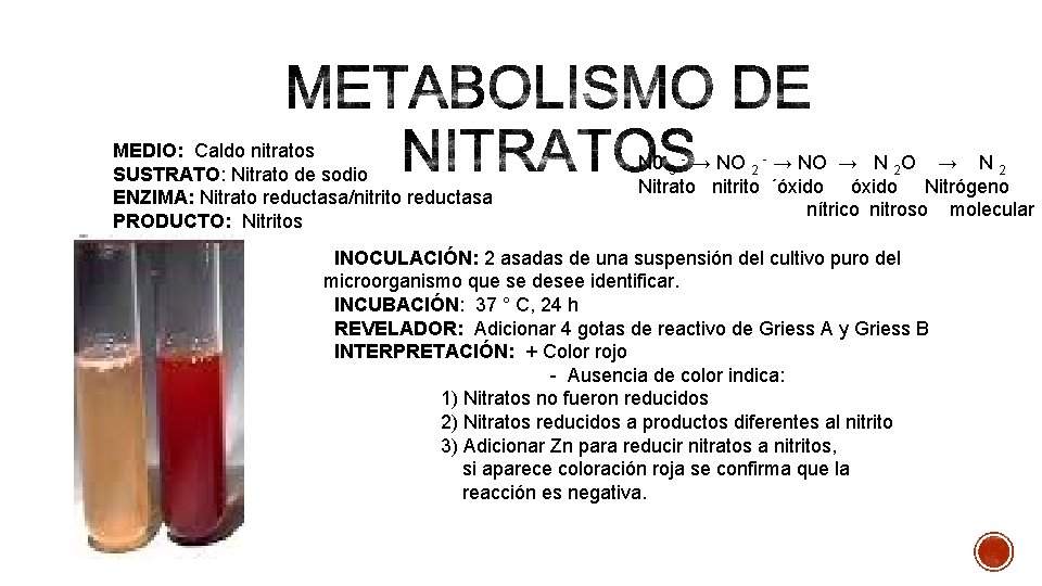 MEDIO: Caldo nitratos SUSTRATO: Nitrato de sodio ENZIMA: Nitrato reductasa/nitrito reductasa PRODUCTO: Nitritos N