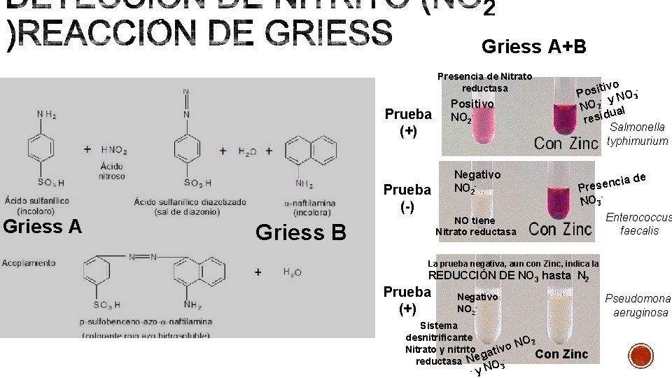 Griess A+B Presencia de Nitrato reductasa Prueba (+) Griess A GRIESS A Prueba (-)