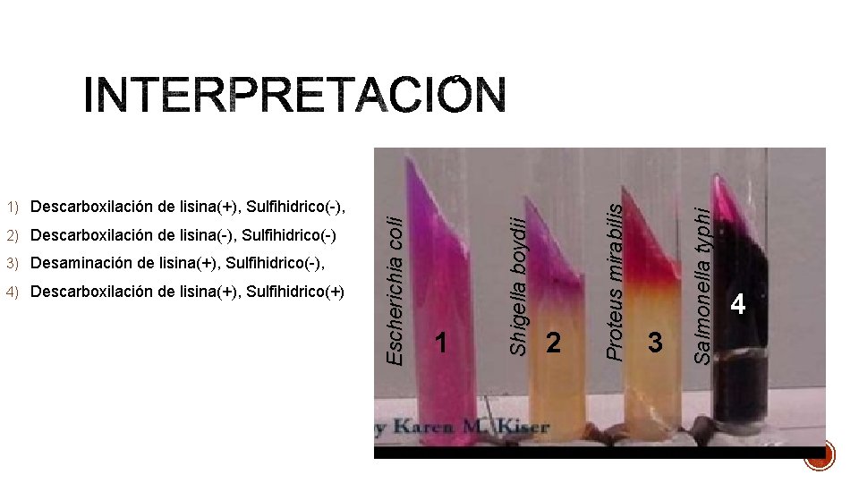 1 2 3 Salmonella typhi 4) Descarboxilación de lisina(+), Sulfihidrico(+) Proteus mirabilis 3) Desaminación