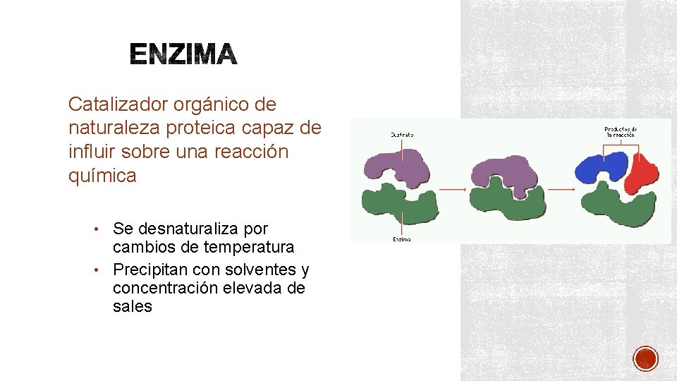 Catalizador orgánico de naturaleza proteica capaz de influir sobre una reacción química • Se