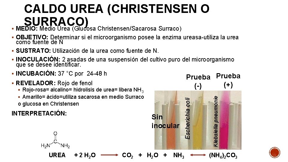 CALDO UREA (CHRISTENSEN O SURRACO) § MEDIO: Medio Urea (Glucosa Christensen/Sacarosa Surraco) § OBJETIVO: