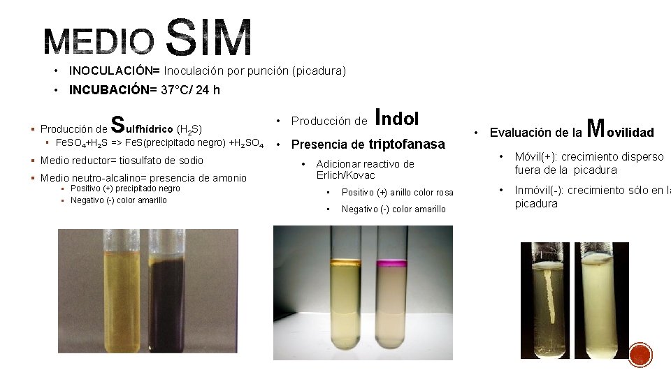  • INOCULACIÓN= Inoculación por punción (picadura) • INCUBACIÓN= 37°C/ 24 h § Producción