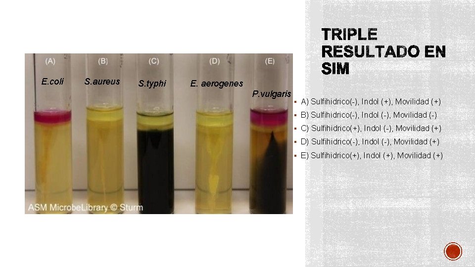 E. coli S. aureus S. typhi E. aerogenes P. vulgaris § A) Sulfihidrico(-), Indol