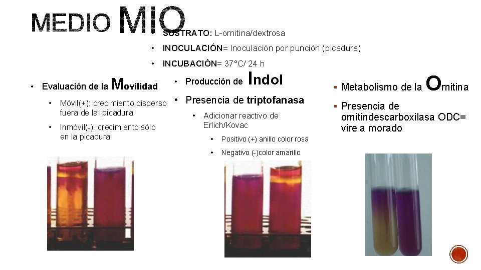  • SUSTRATO: L-ornitina/dextrosa • INOCULACIÓN= Inoculación por punción (picadura) • INCUBACIÓN= 37°C/ 24