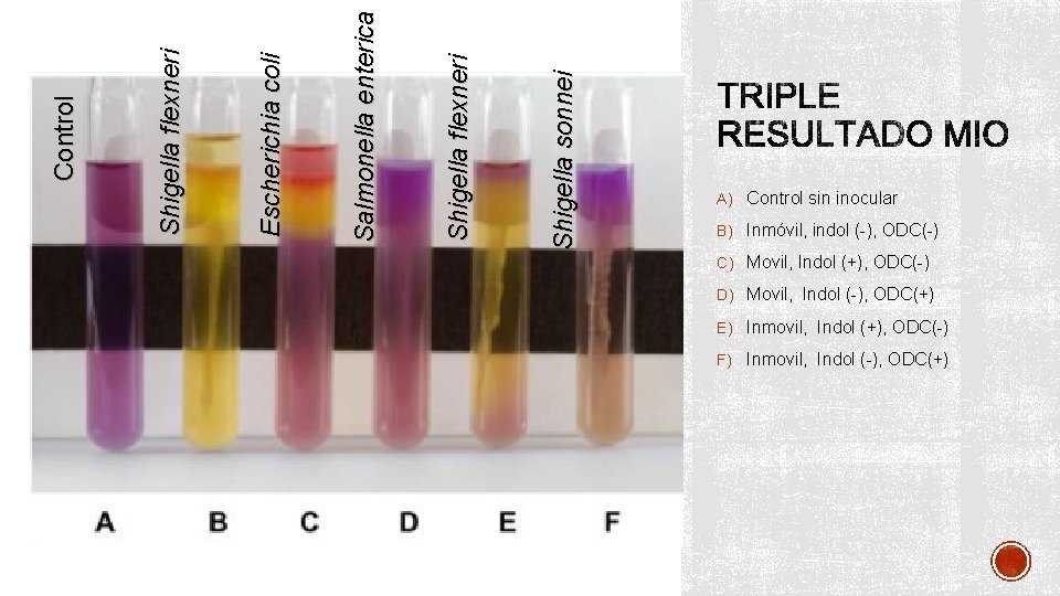 Shigella sonnei Shigella flexneri Salmonella enterica Escherichia coli Control Shigella flexneri A) Control sin