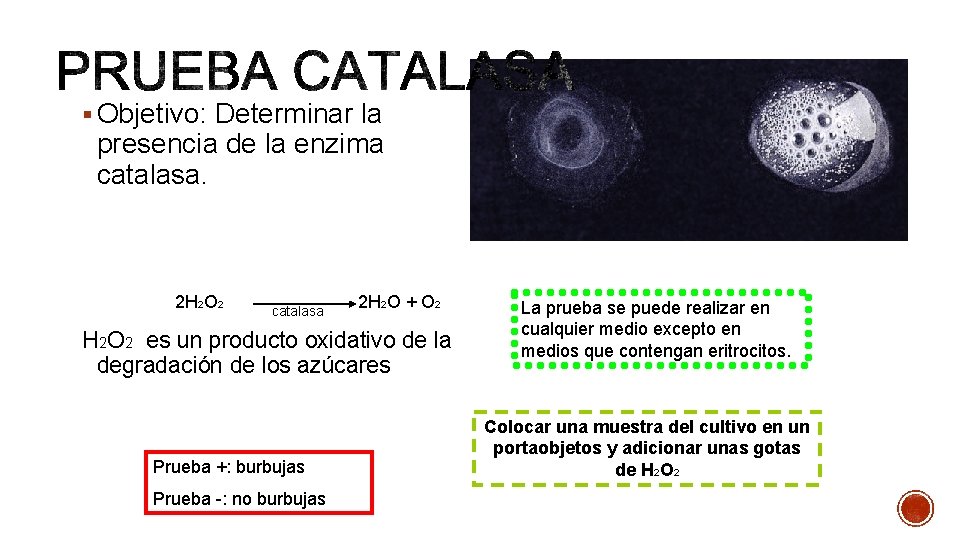 § Objetivo: Determinar la presencia de la enzima catalasa. 2 H 2 O 2