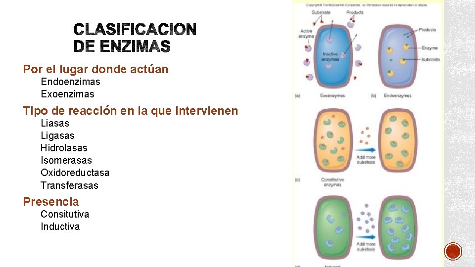 Por el lugar donde actúan Endoenzimas Exoenzimas Tipo de reacción en la que intervienen