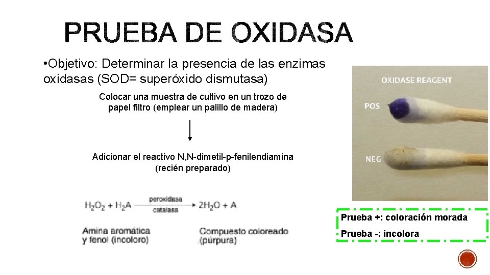  • Objetivo: Determinar la presencia de las enzimas oxidasas (SOD= superóxido dismutasa) Colocar