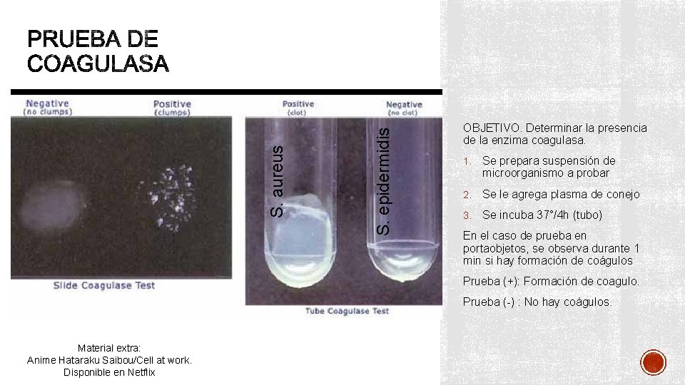 S. epidermidis S. aureus OBJETIVO. Determinar la presencia de la enzima coagulasa. 1. Se