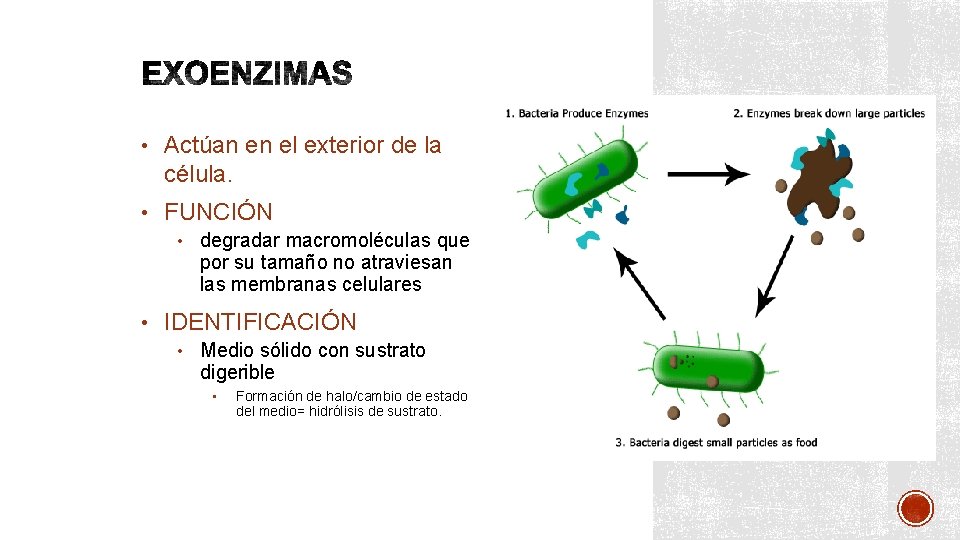  • Actúan en el exterior de la célula. • FUNCIÓN • degradar macromoléculas