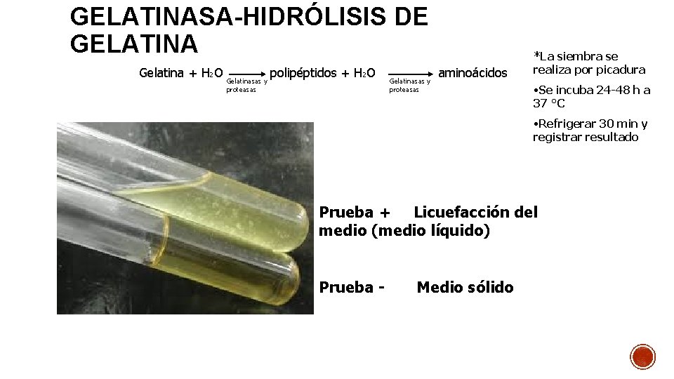 GELATINASA-HIDRÓLISIS DE GELATINA Gelatina + H 2 O Gelatinasas y proteasas polipéptidos + H