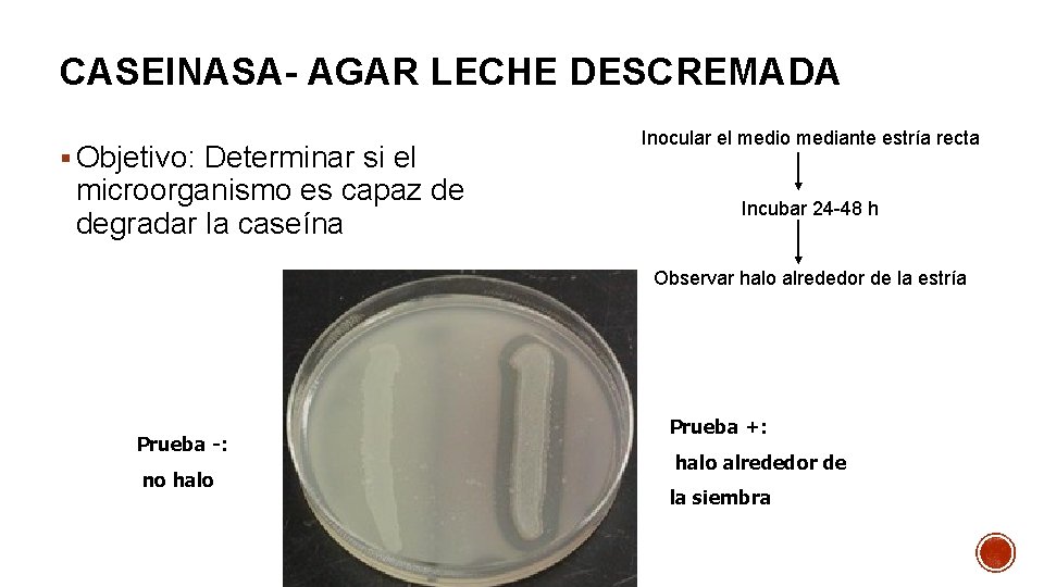 CASEINASA- AGAR LECHE DESCREMADA § Objetivo: Determinar si el microorganismo es capaz de degradar