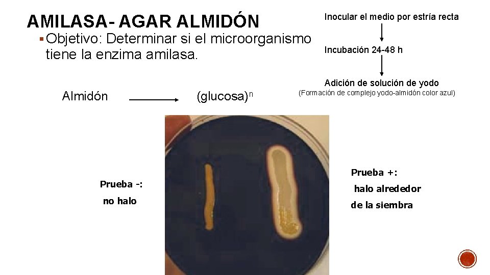 AMILASA- AGAR ALMIDÓN Inocular el medio por estría recta § Objetivo: Determinar si el