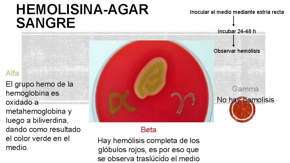 HEMOLISINA-AGAR SANGRE Inocular el medio mediante estría recta Incubar 24 -48 h Observar hemólisis