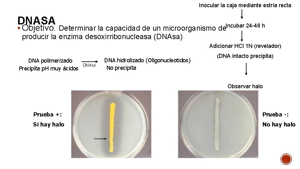 Inocular la caja mediante estría recta DNASA § Objetivo. Determinar la capacidad de un