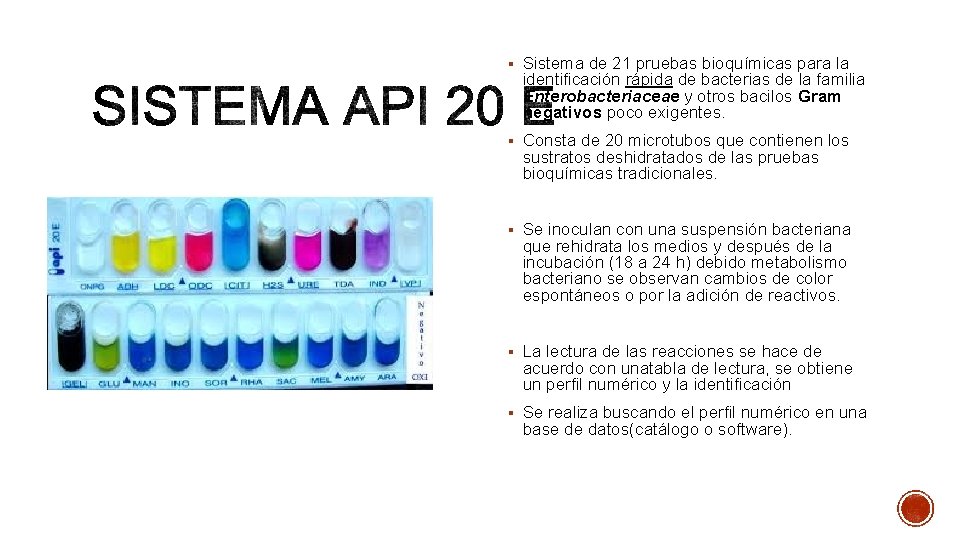 § Sistema de 21 pruebas bioquímicas para la identificación rápida de bacterias de la