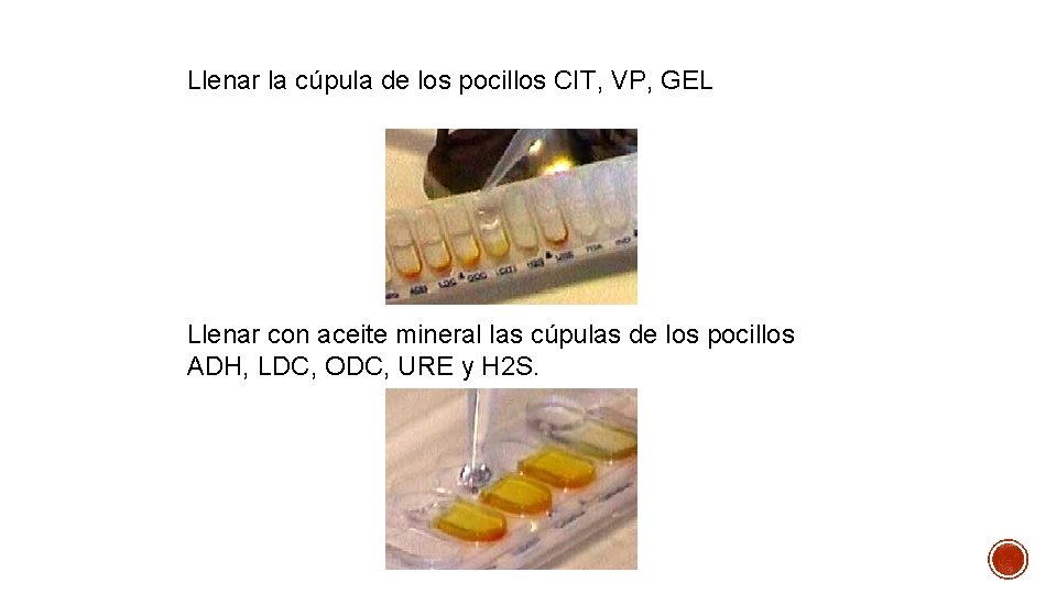 Llenar la cúpula de los pocillos CIT, VP, GEL Llenar con aceite mineral las