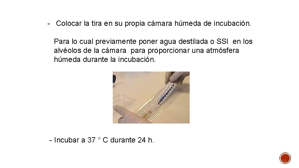 - Colocar la tira en su propia cámara húmeda de incubación. Para lo cual