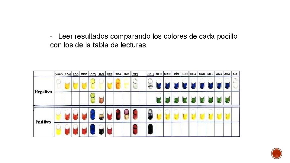 - Leer resultados comparando los colores de cada pocillo con los de la tabla