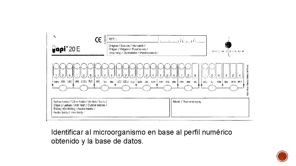 Identificar al microorganismo en base al perfil numérico obtenido y la base de datos.