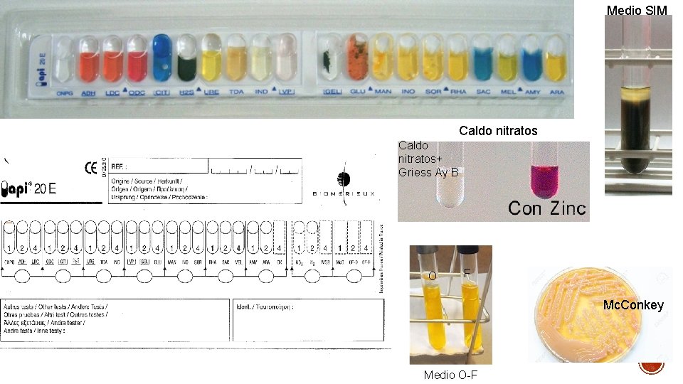 Medio SIM Caldo nitratos+ Griess Ay B O F Mc. Conkey Medio O-F 