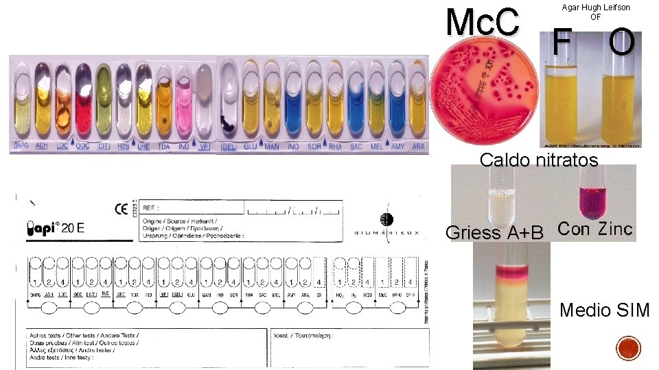 Mc. C F O Agar Hugh Leifson OF Caldo nitratos Griess A+B Medio SIM