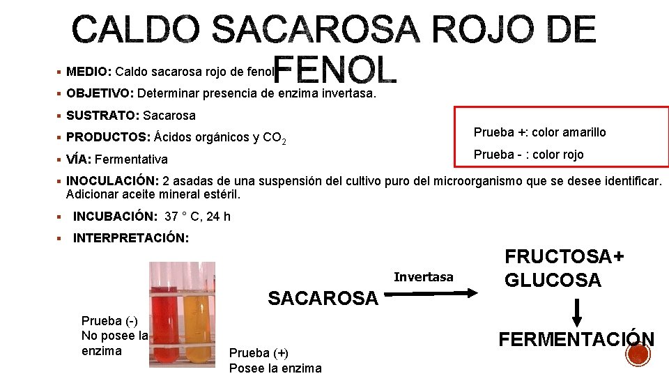 § MEDIO: Caldo sacarosa rojo de fenol § OBJETIVO: Determinar presencia de enzima invertasa.