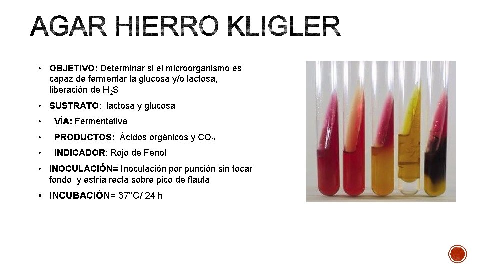  • OBJETIVO: Determinar si el microorganismo es capaz de fermentar la glucosa y/o