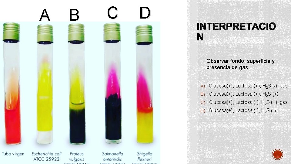 A B C D Observar fondo, superficie y presencia de gas A) Glucosa(+), Lactosa