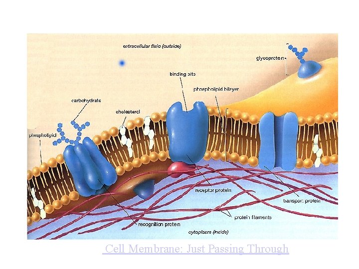 Cell Membrane: Just Passing Through 