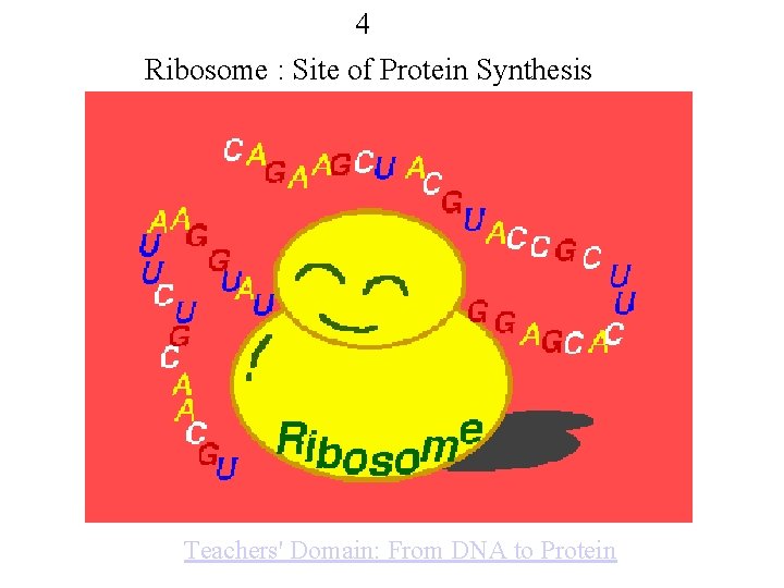 4 Ribosome : Site of Protein Synthesis Teachers' Domain: From DNA to Protein 