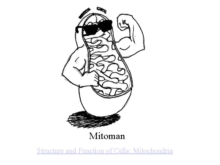 Mitoman Structure and Function of Cells: Mitochondria 