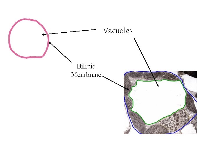 Vacuoles Bilipid Membrane 