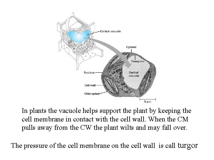 In plants the vacuole helps support the plant by keeping the cell membrane in