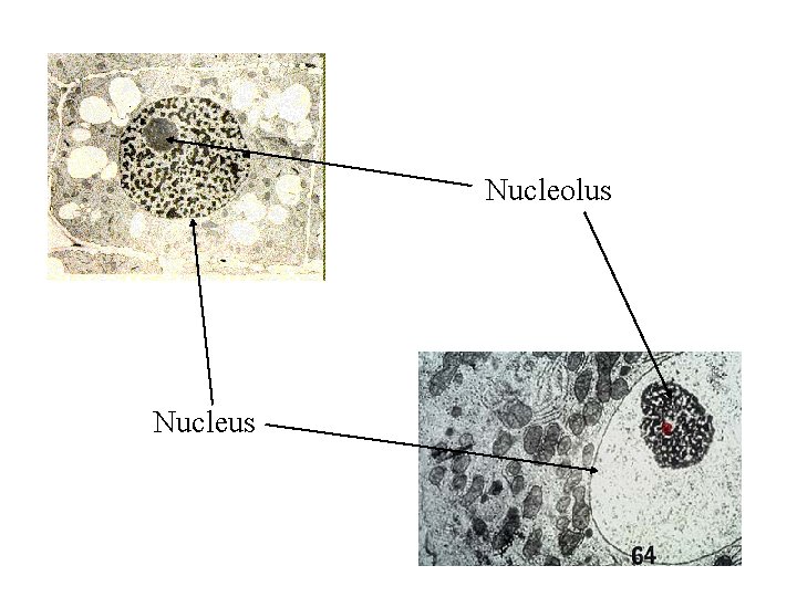 Nucleolus Nucleus 