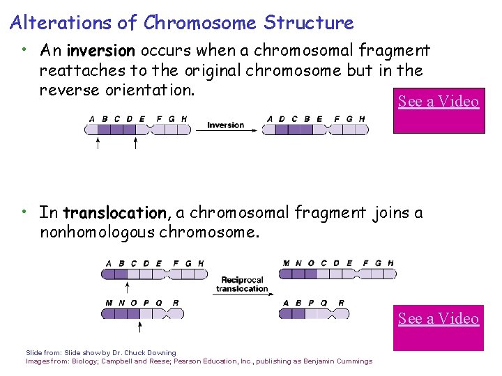 Alterations of Chromosome Structure • An inversion occurs when a chromosomal fragment reattaches to