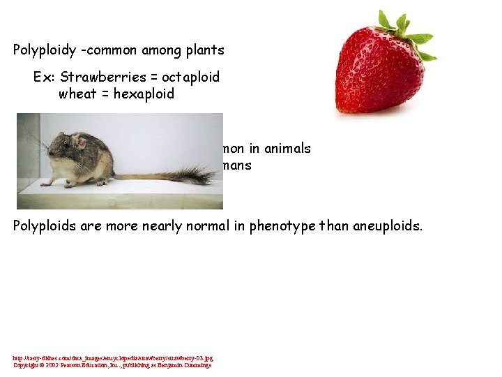 Polyploidy -common among plants Ex: Strawberries = octaploid wheat = hexaploid Much less common