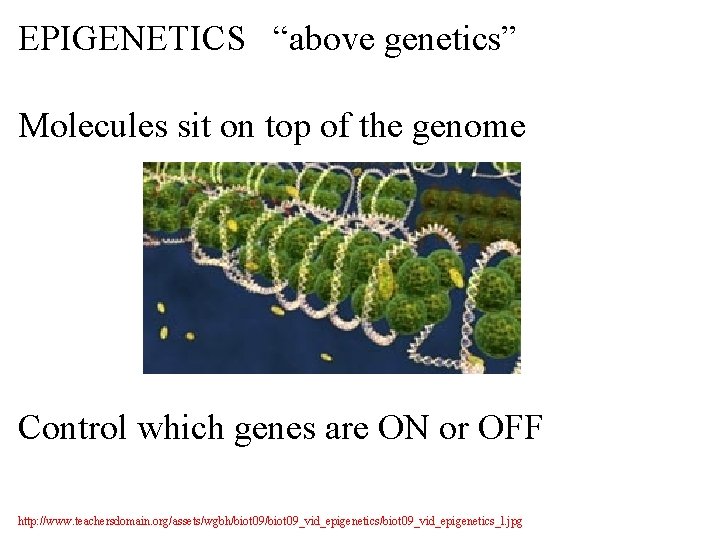 EPIGENETICS “above genetics” Molecules sit on top of the genome Control which genes are
