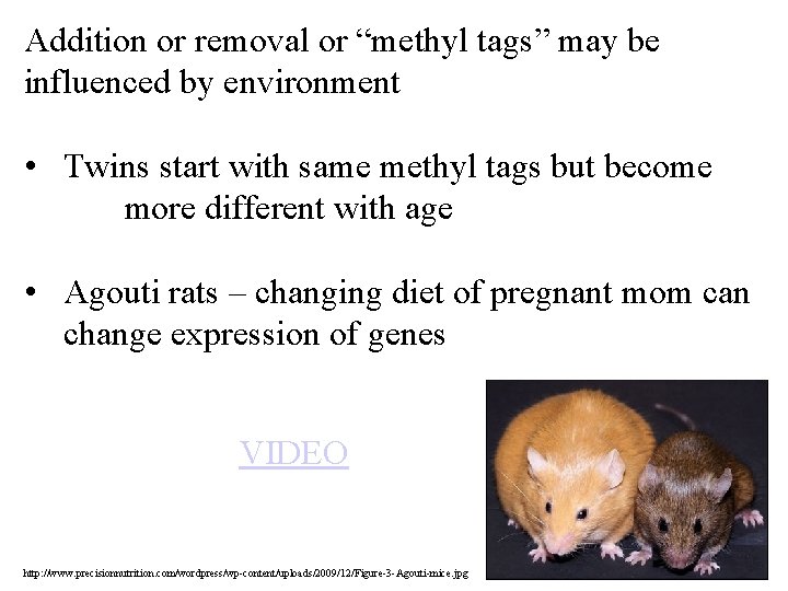 Addition or removal or “methyl tags” may be influenced by environment • Twins start