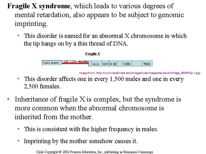 Fragile X syndrome, which leads to various degrees of mental retardation, also appears to