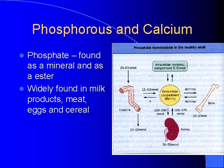 Phosphorous and Calcium Phosphate – found as a mineral and as a ester l