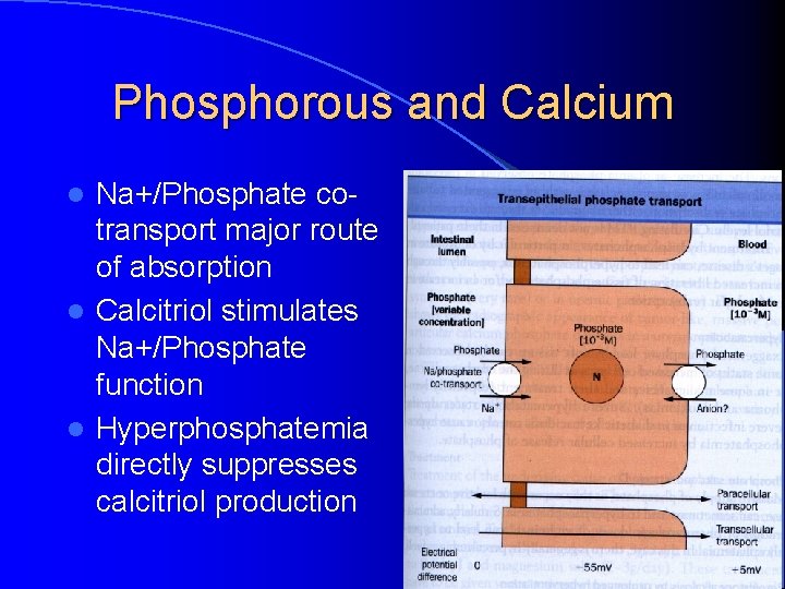 Phosphorous and Calcium Na+/Phosphate cotransport major route of absorption l Calcitriol stimulates Na+/Phosphate function