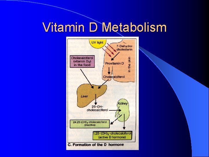 Vitamin D Metabolism 